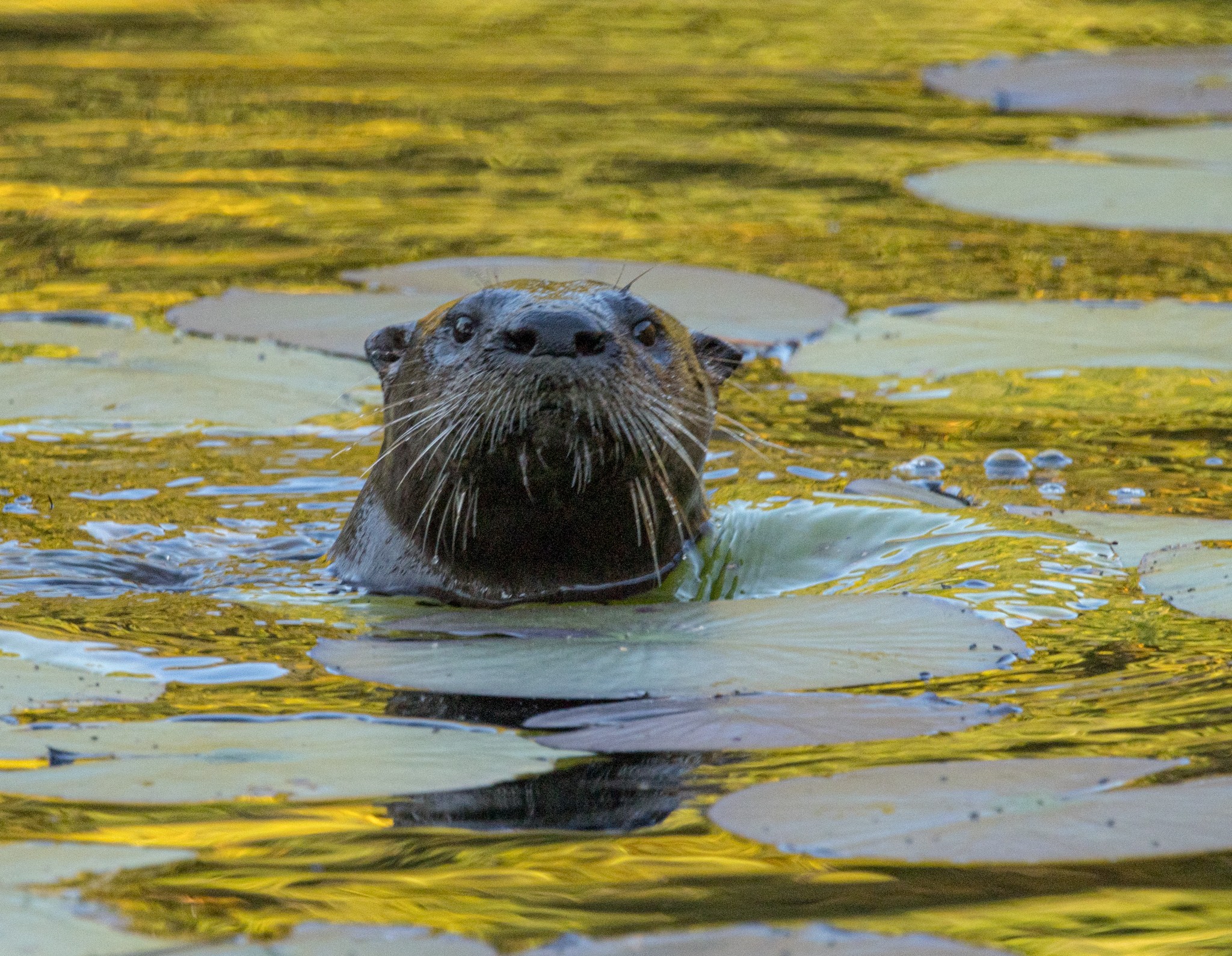 Otter In Topsfield MA