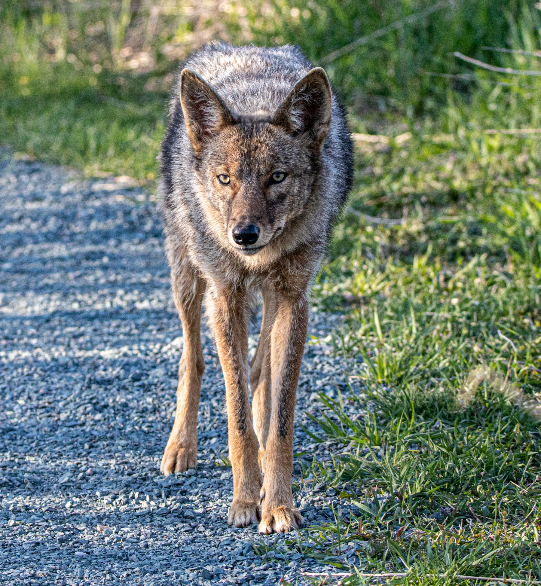 Coyote In Marshsfield MA