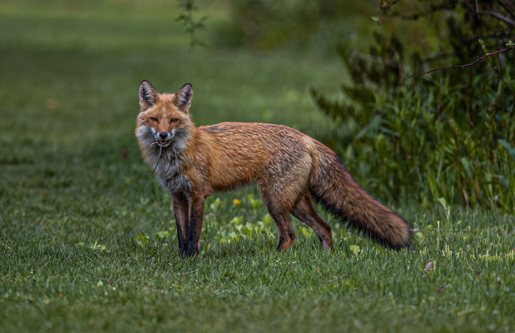 Fox Eating In The Grass