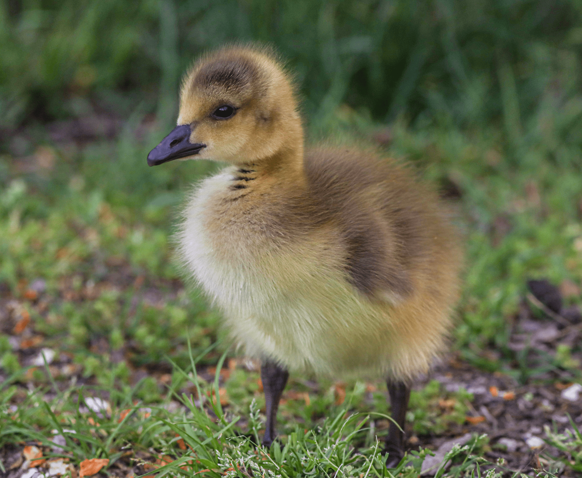 Duckling At Cutler Park Needham MA