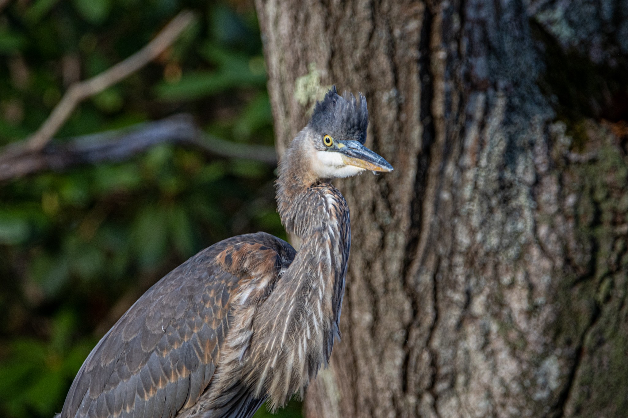 Great Blue Heron Topsfield MA